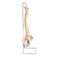 Fabrication Enterprises Anatomical Model - Highly Flexible Spine without Stand 963846